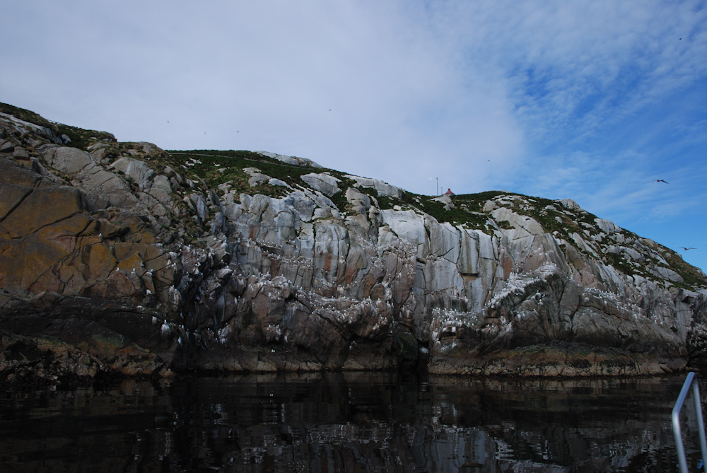 Smaller kittiwake colony